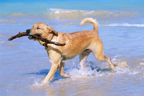 cane al mare, caerelandia