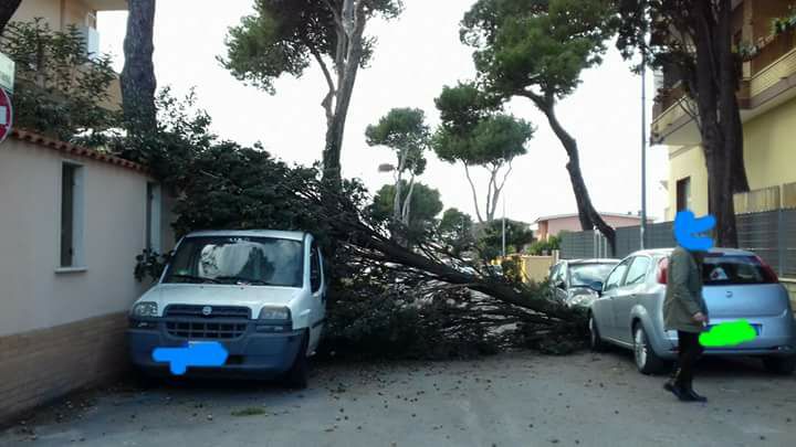 L'albero caduto su un'auto in sosta a Dragona