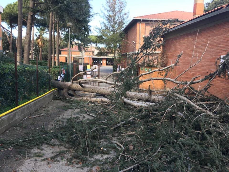 L'albero caduto sull'ingresso della scuola Paolo Renzi di Spinaceto
