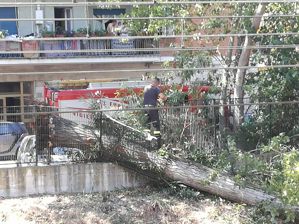 Un albero caduto recentemente sulla ferrovia Roma-Lido