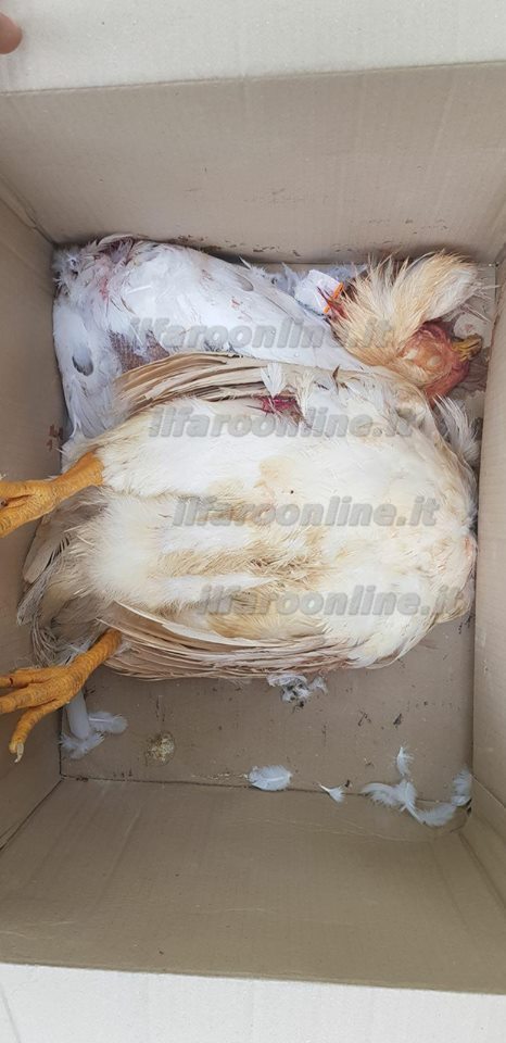 La gallina dalla testa mozzata abbandonata il 13 aprile in via delle Saline