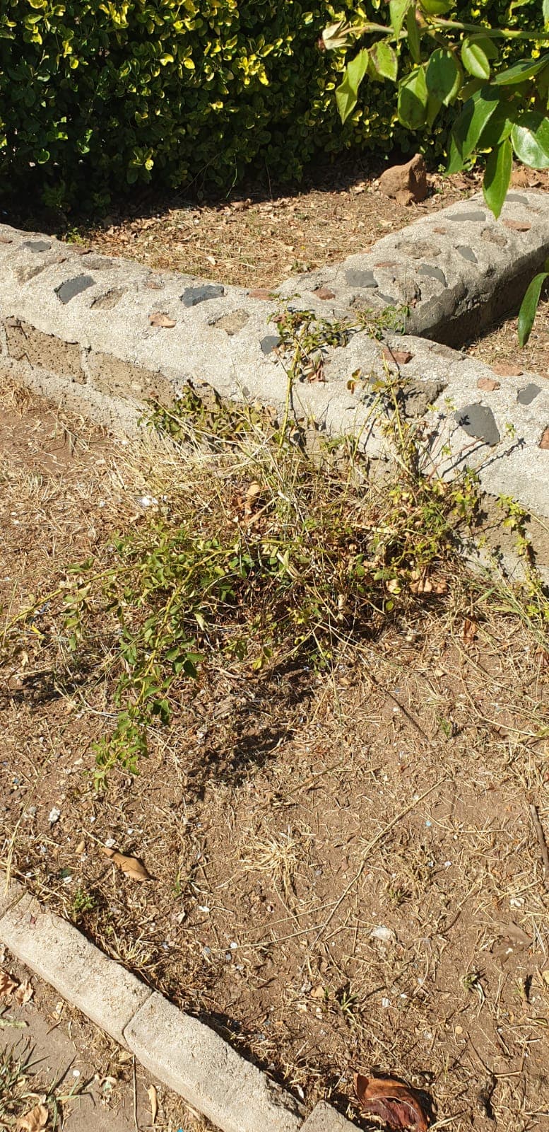 Persino le rose, piante resistentissime, stanno morendo di siccità nel Parco Renoglio