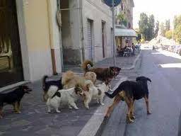 'Invasione' di cani e gatti randagi a Fiumicino, petizione al Comune