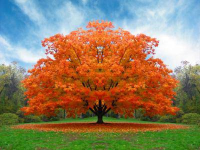 “Adotta un albero”, più 250 piante consegnate agli alunni 