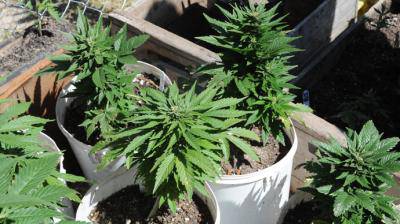 Scoperta una piantagione di marijuana: due arresti