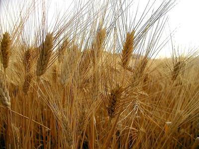 Agricoltori di frodo: maxi sequestro di grano duro in tutta Italia