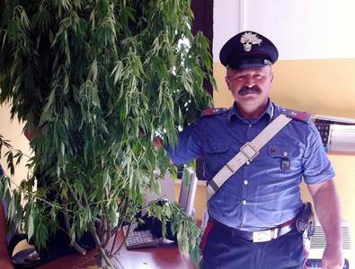 Coltivava marijuana in giardino a Tor San Lorenzo: arrestato