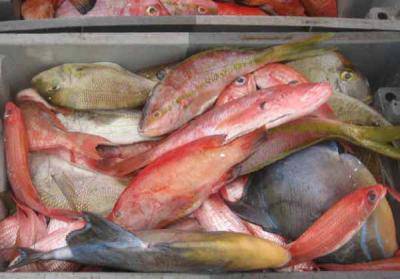 Come distinguere il pesce fresco? Te lo spiegano i pescatori