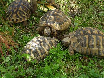 Allevamento abusivo di tartarughe scoperto ad Ardea