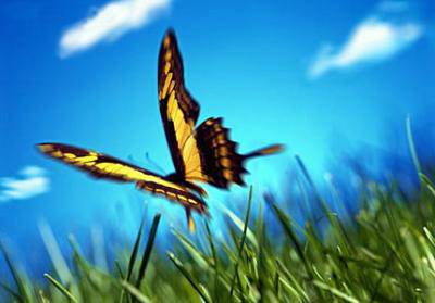 “Sulle ali di una farfalla”