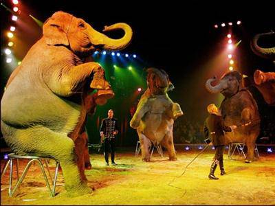 Gasparini, Verdi: “Bene la decisione del Tar di respingere il ricorso del circo”