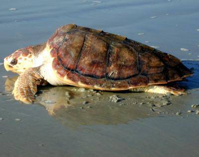 Tartaruga marina salvata sulle spiagge di Ostia