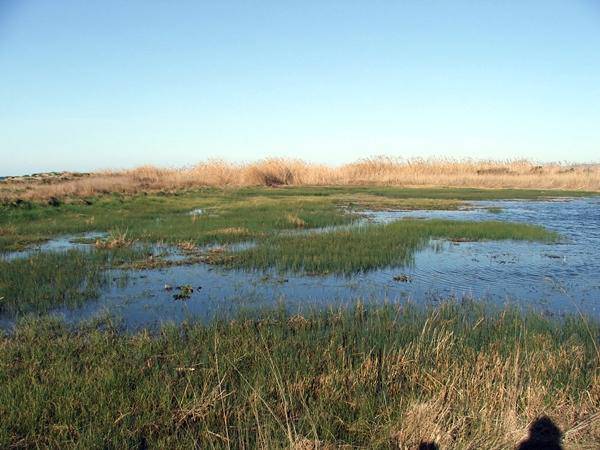 Un sopralluogo per la palude di Torre Flavia