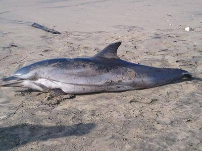 Rinvenuta una carcassa di delfino sulla spiaggia