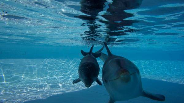 Delfino adulto spiaggiato ad Ardea