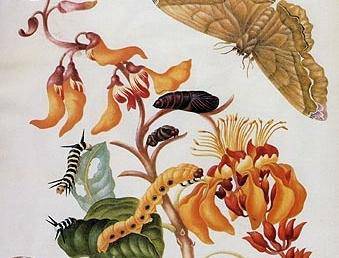 Google festeggia Anna Maria Sibylla Merian e i "suoi" insetti