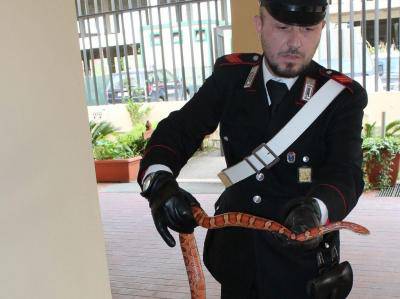 Un serpente "corallo" a spasso per Ardea