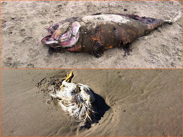 Carogne di animali in putrefazione sulla spiaggia