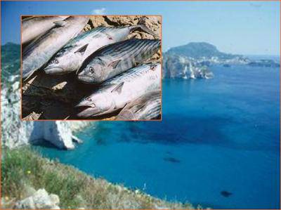 Nell’isola di Ponza continua la pesca illegale con le Spadare