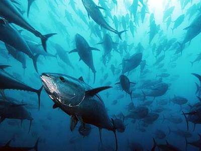 Pesca sportiva del tonno rosso, è scattato il divieto