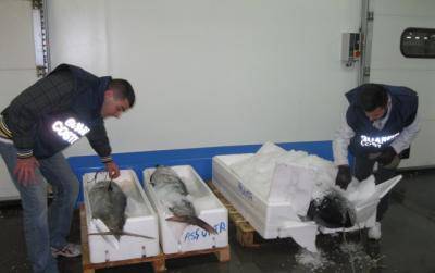 Sequestrati 500 chili di tonno rosso