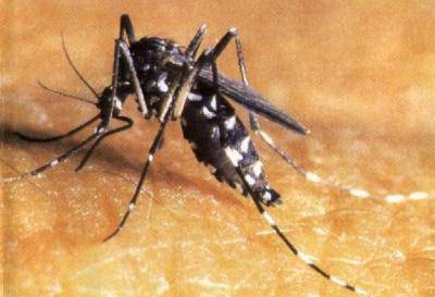Ad #Anzio 3 casi di Chikungunya, infezione da zanzara, stop alle donazioni del sangue