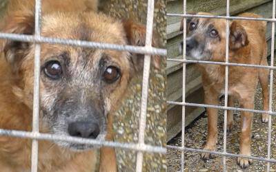 Animali smarriti o abbandonati, ecco dove rivolgersi sul litorale sud di Roma