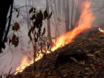 Incendi boschivi a Sermoneta, arriva l'ordinanza