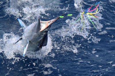Swordfish Week nell’Arcipelago Ponziano