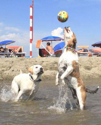 Per portare i cani al mare il X Municipio spenderà 23 euro al giorno per animale