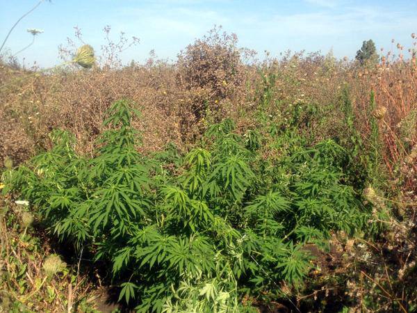 Giardini privati trasformati in “paradisi” di marijuana