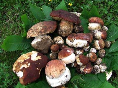 Sagra del fungo porcino dal 5 al 14 settembre a Rocca Priora&nbsp