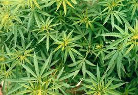 Acilia, scoperta piantagione di marijuana