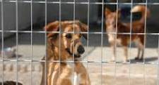 Animali, riduzione 50% su tassa rifiuti per chi accoglie cani di Vallegrande entro 31 dicembre 2014