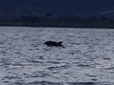 I delfini solcano le acque di Ladispoli