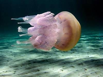 Dal Canale di Suez arrivano gli “alieni” del mare