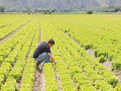 Agricoltura, Agea: “Calcolati i titoli provvisori della Pac”