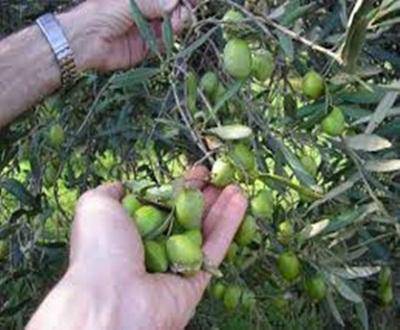 #Cerveteri, raccolta delle olive gratuita dagli olivi comunali