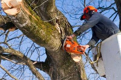 Tagliati gli alberi malati dei giardini centrali del parco pubblico in via Odescalchi