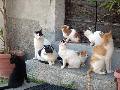 Wwf: ”Avvelenati i gatti della colonia felina in via Fernando D’Aragona a Ostia”