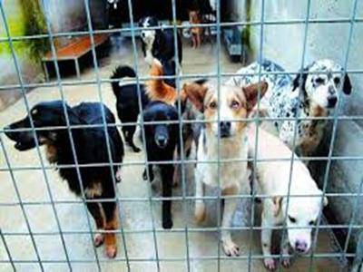 Canili, Santori: “Una società di capitali non può garantire il benessere dei cani”