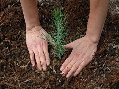 Prosegue il progetto ‘Per fare un albero’, #Ladispoli
