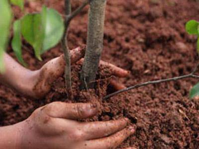 “Festa dell’Albero” a Formia: verranno interrate piante donate dai cittadini