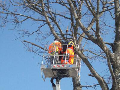Manuedda: “Verificato il taglio degli alberi programmato alla Frasca”