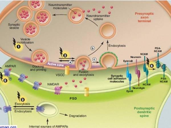 Terapia biologica dei tumori. Un convegno ad Anguillara