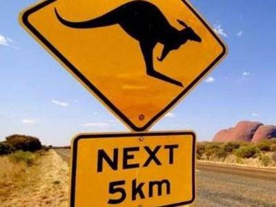 Australia: automobilista fa strage di canguri