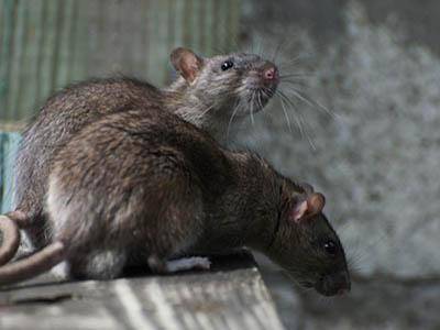 Pascucci: “Nel territorio nessuna invasione di topi”