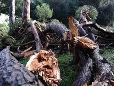 #ostia, Cozzoli: “La gestione del verde è fuori controllo”
