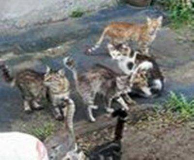 #ostia, raccolta di cibo per i 60 gatti e i 4 cani della pineta di via Mar Rosso