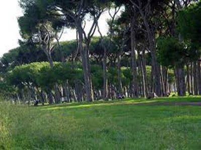 #Fiumicino, presentato oggi lo studio sulla pineta monumentale di Fregene